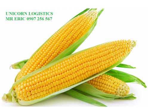 THỦ TỤC NHẬP KHẨU HẠT GIỐNG